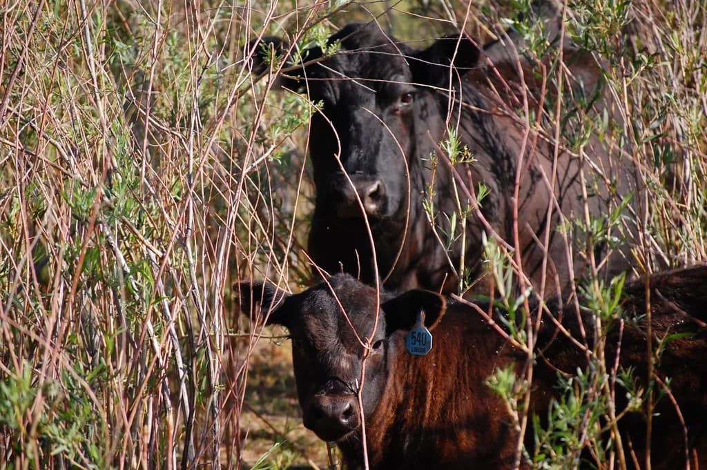 Hidden Cattle Pair