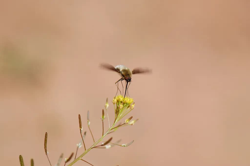 Hoverfly on Wildflowers