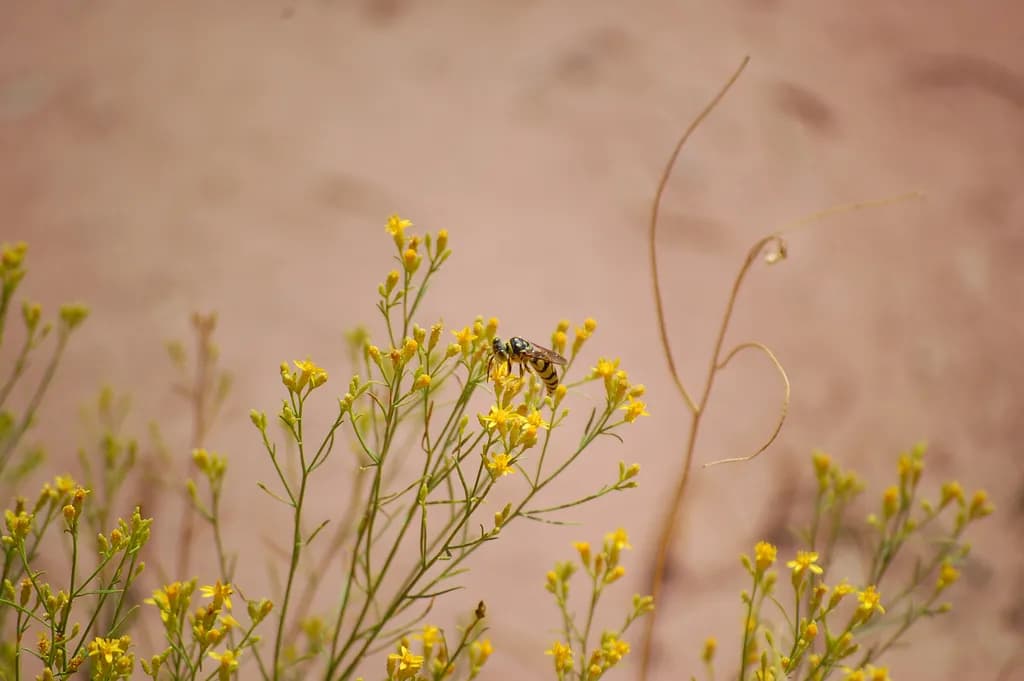 Desert Gold Bee Bloom