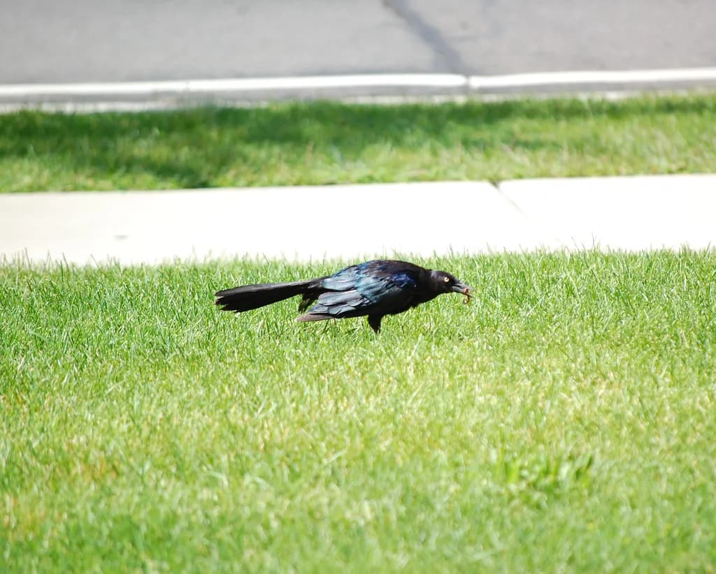 Grackle Across the Lawn