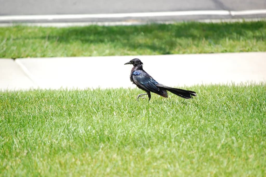 Iridescent Blackbird on Grass