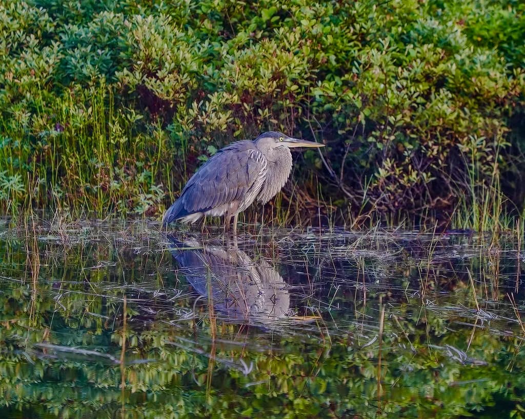 East Inlet Shoreline Heron