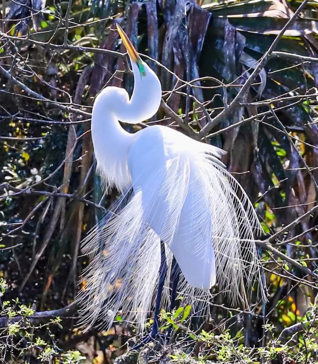 Outer Banks Spring Feathers