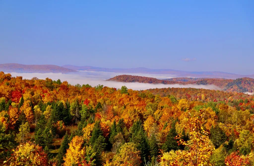 Autumn Mountain Forest