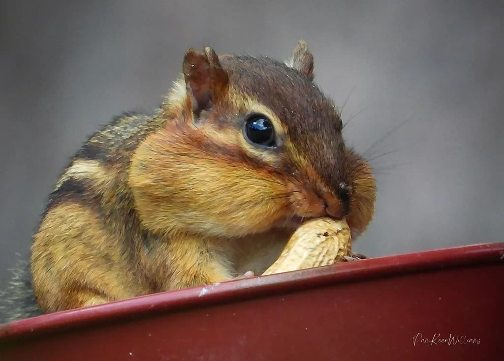 Nutty Squirrel Snack