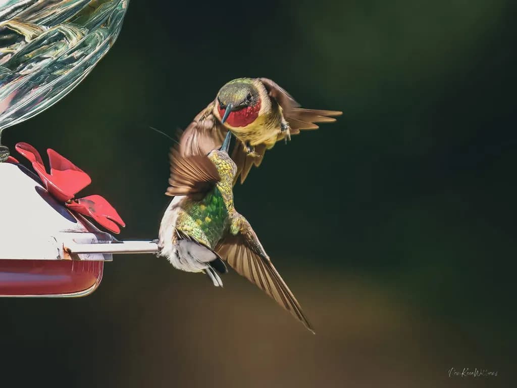 Hummingbird Feeder Dance