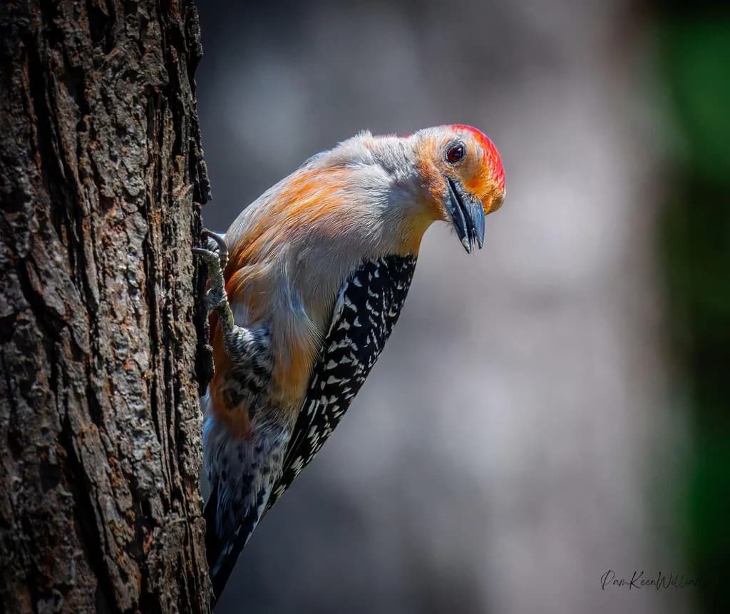 Copper-Crowned Woodpecker