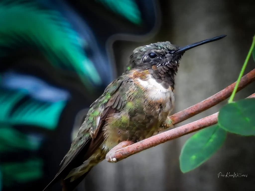 Hummingbird on Branch