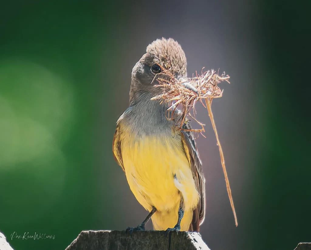 Nest Builder
