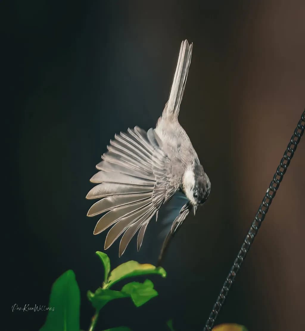 Winged Hovering Bird