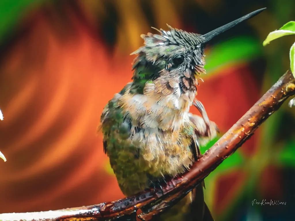 Tropical Crested Hummingbird