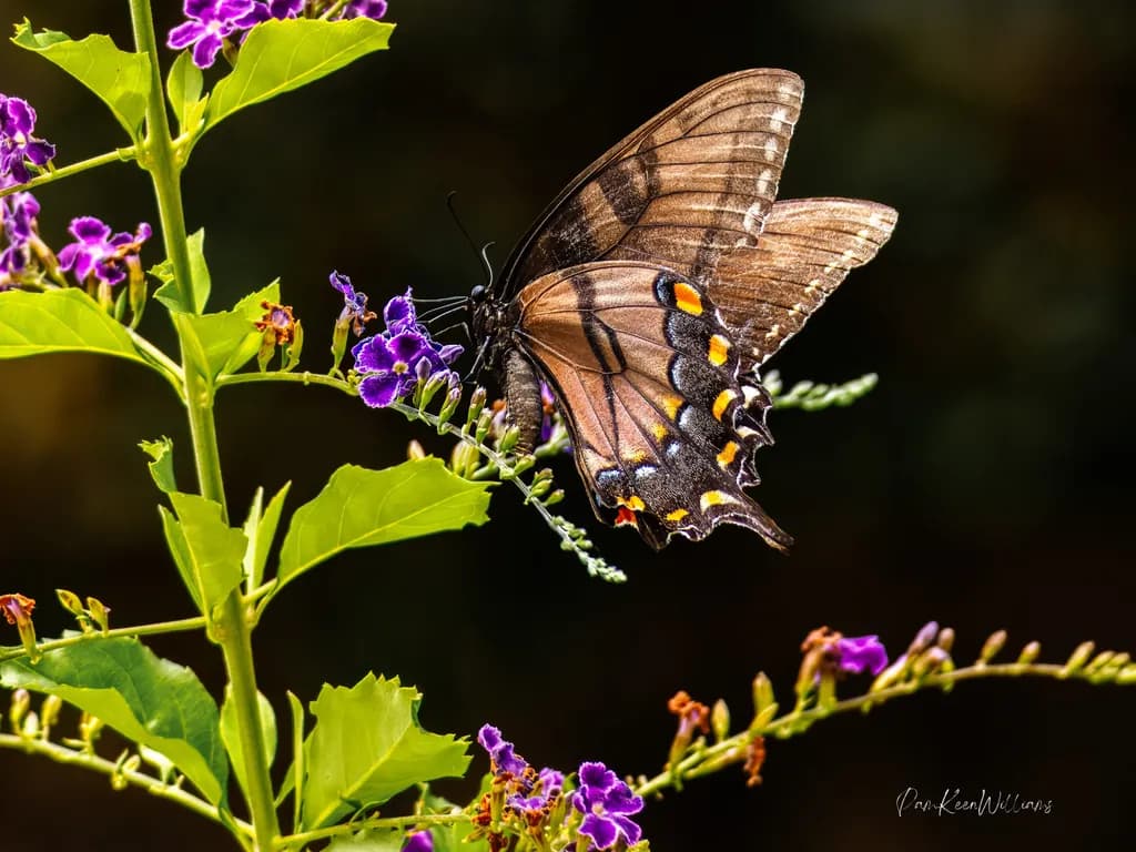 Swallowtail Among Purple Flowers