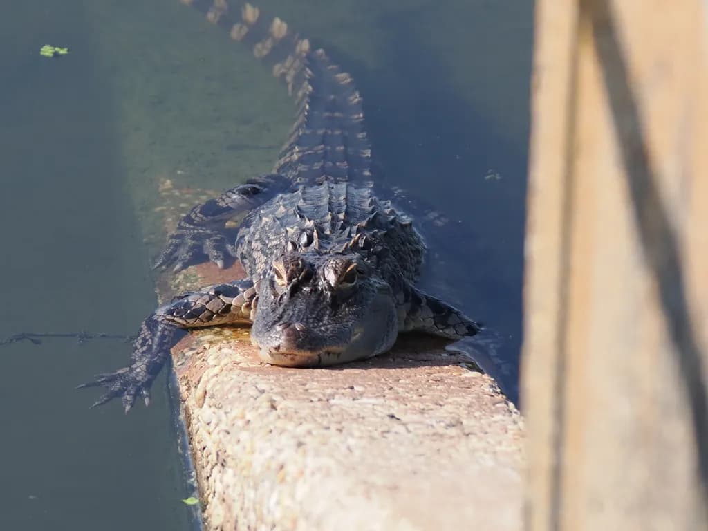 Crocodile on the Ledge