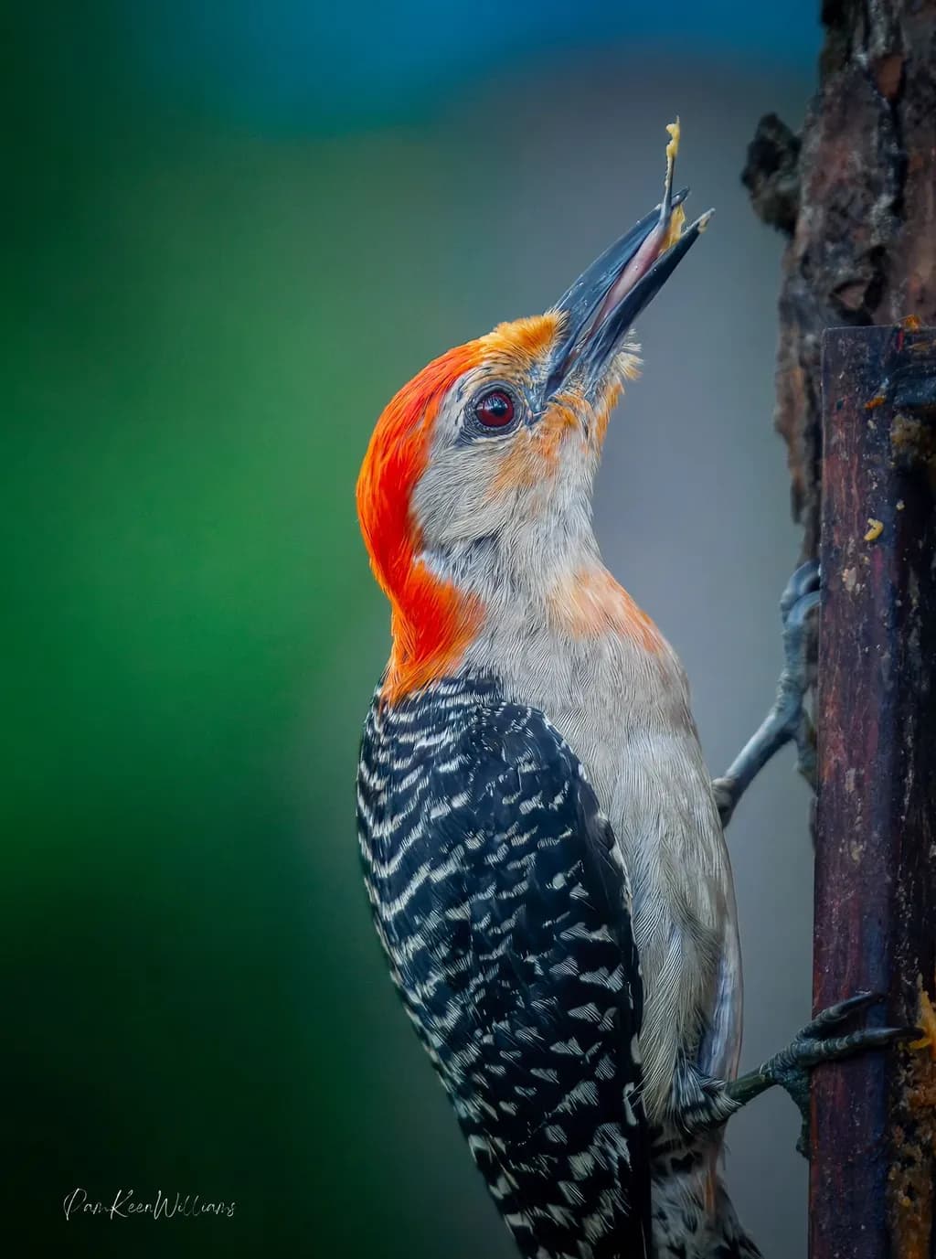 Red-Crested Woodpecker