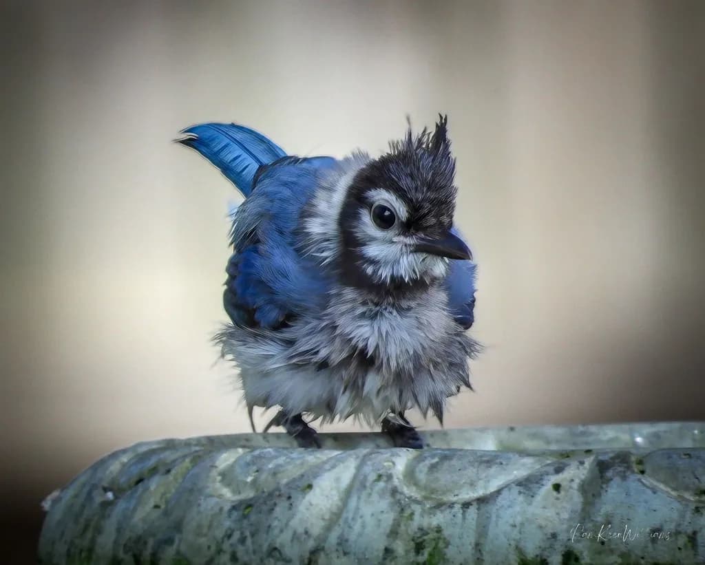 Blue Bird Portrait