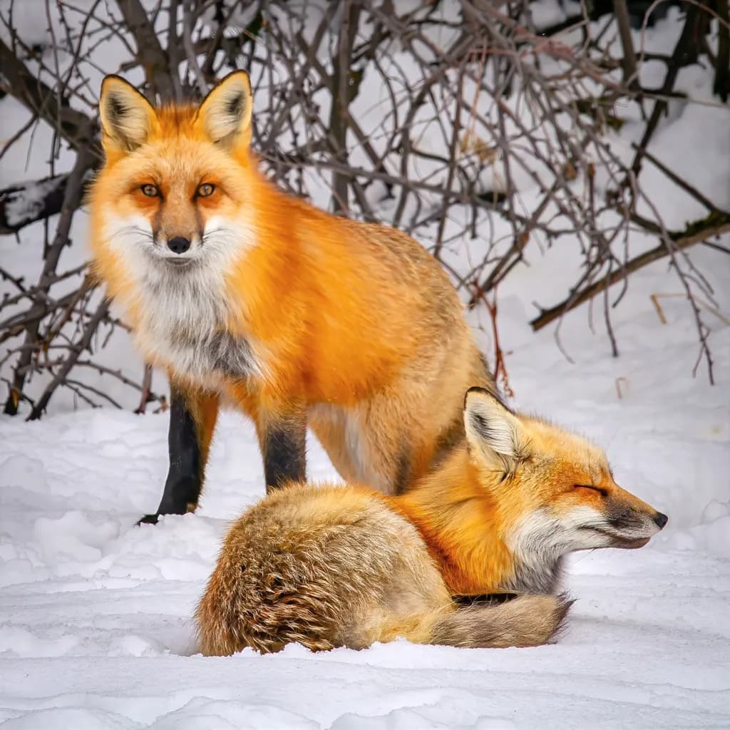 Fox Family Snow Day