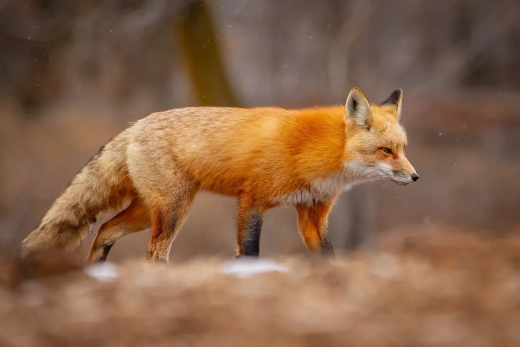 Fox on the Move