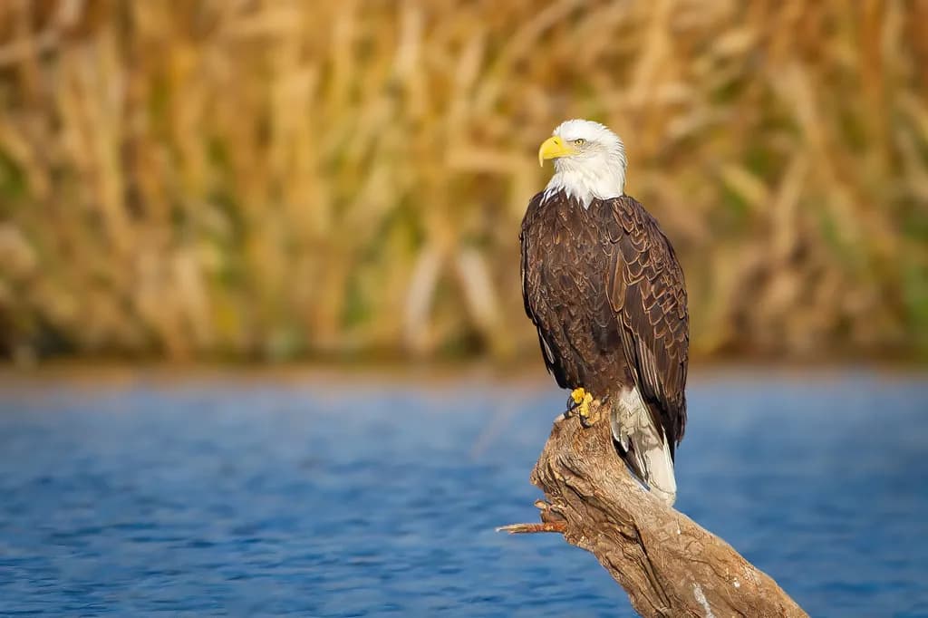 Bald Eagle Over Water