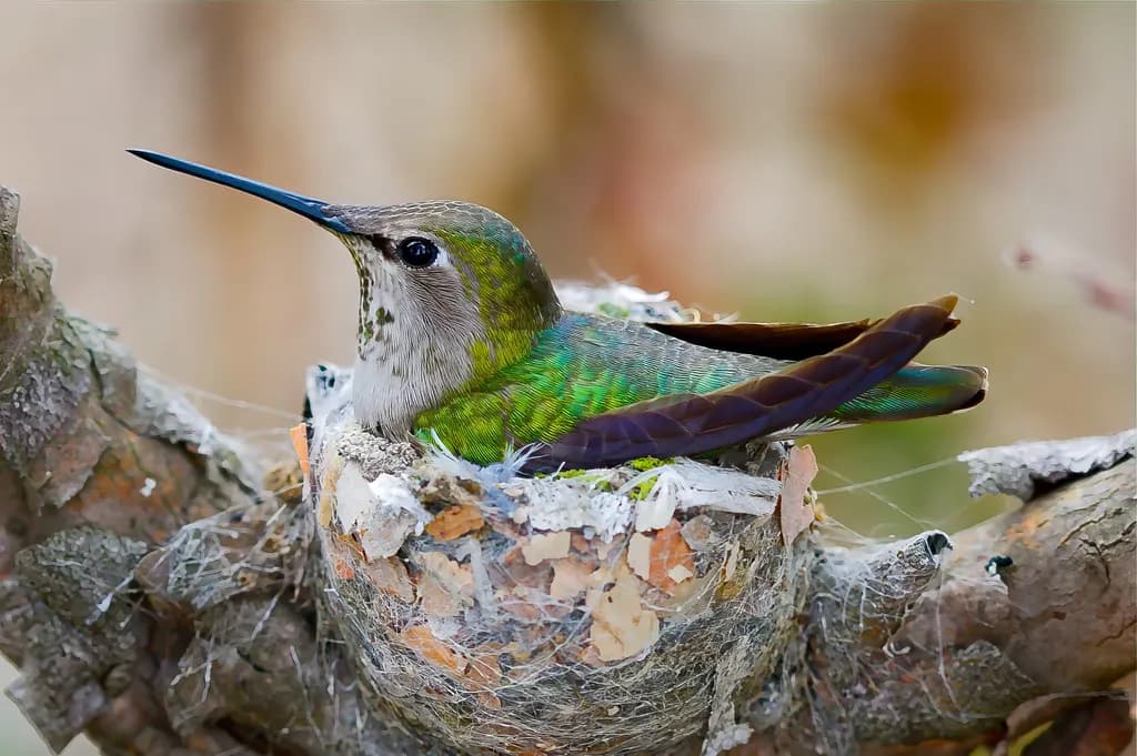 Hummingbird Nesting Nook