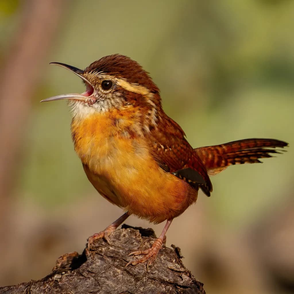 Songbird on the Stump