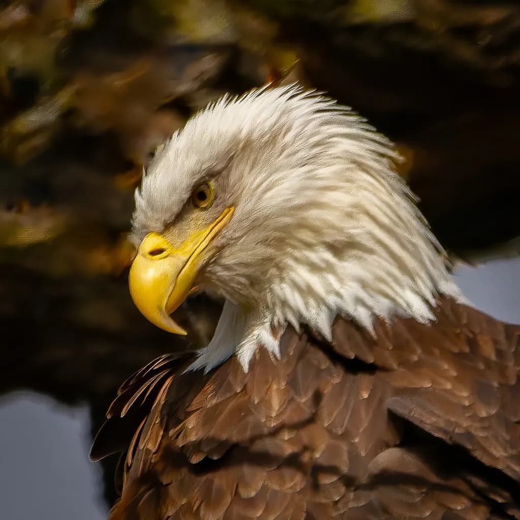 Eagle Eye on Dinner
