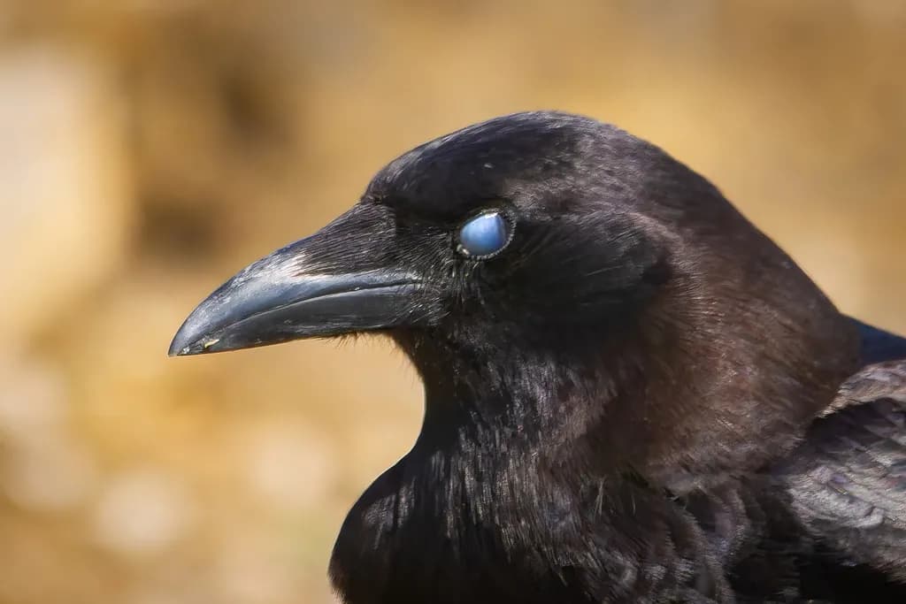 Raven’s Sharp Look