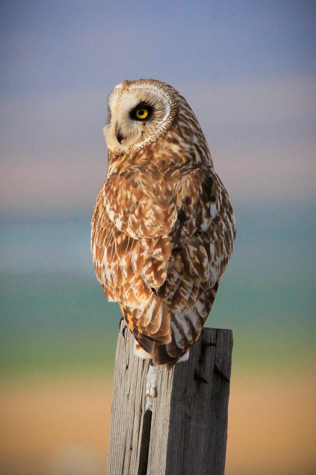 Owl on Watch