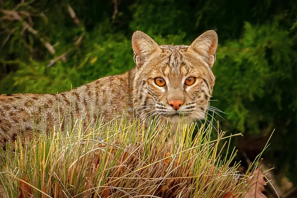 Amber Eyes