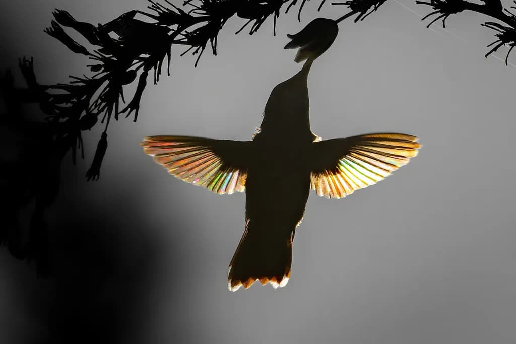 Hummingbird Showstopper