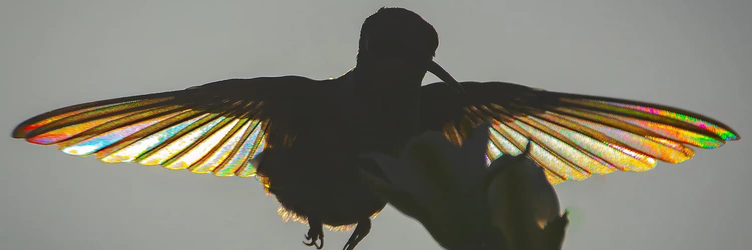 Profile banner