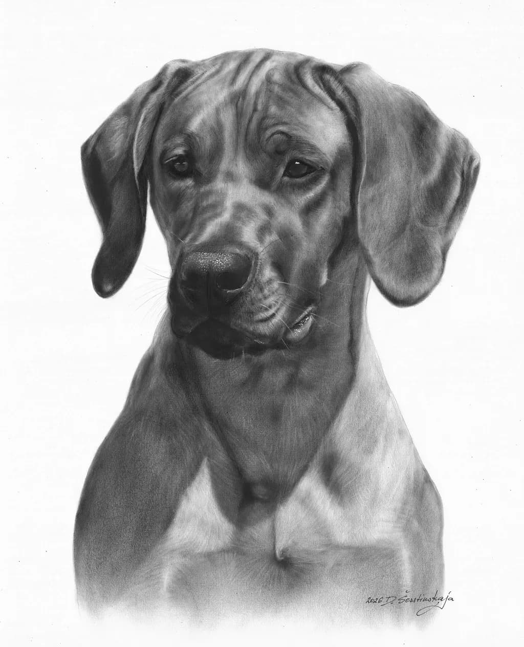Dara - Commissioned Rhodesian Ridgeback Portrait, Oil Painting on Paper Description: