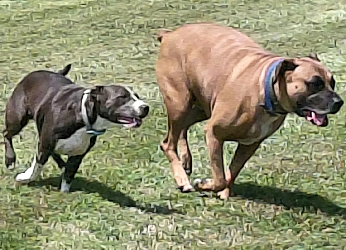 Collared Dogs at Play