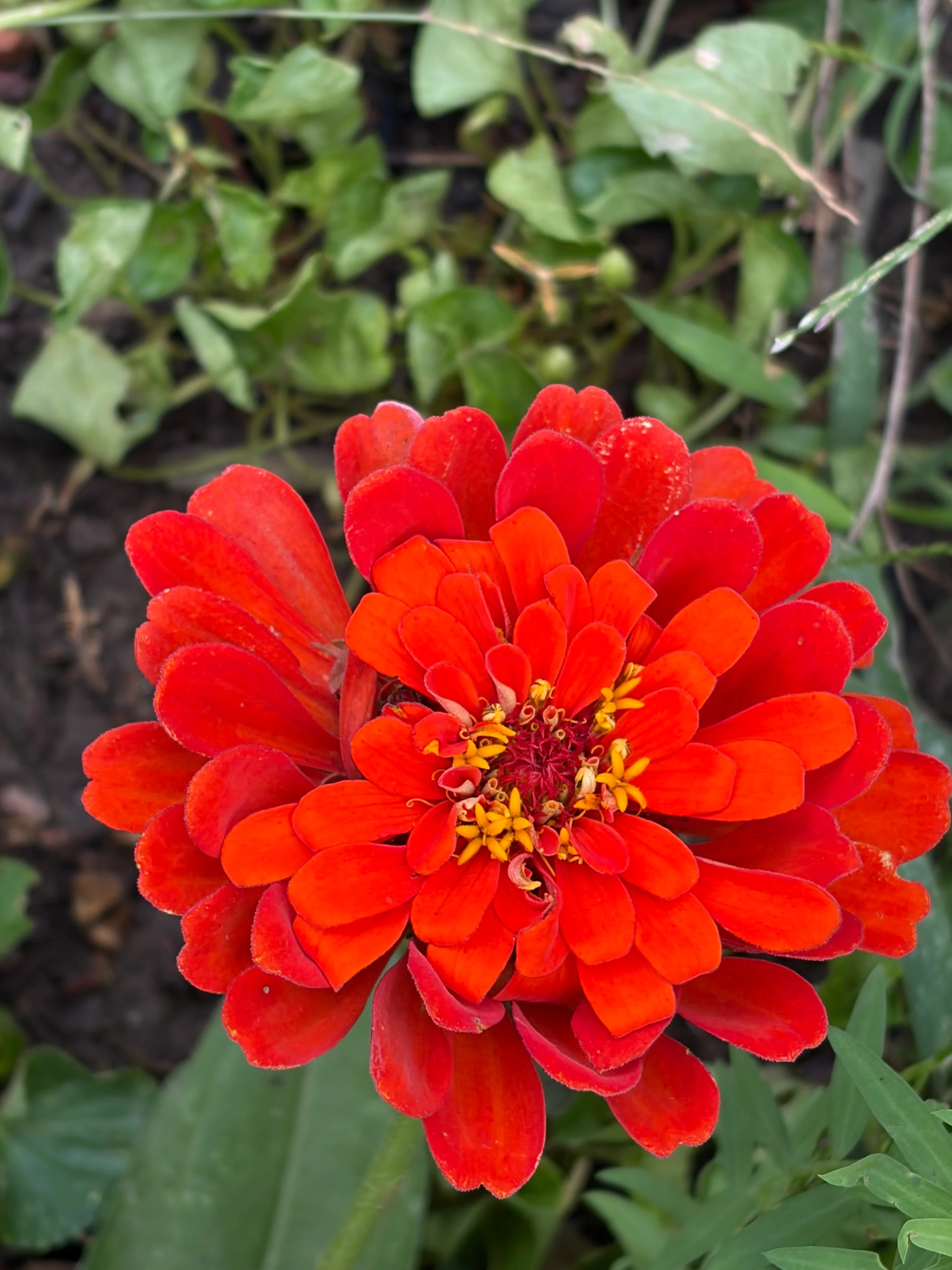 Scarlet Zinnia Close-Up