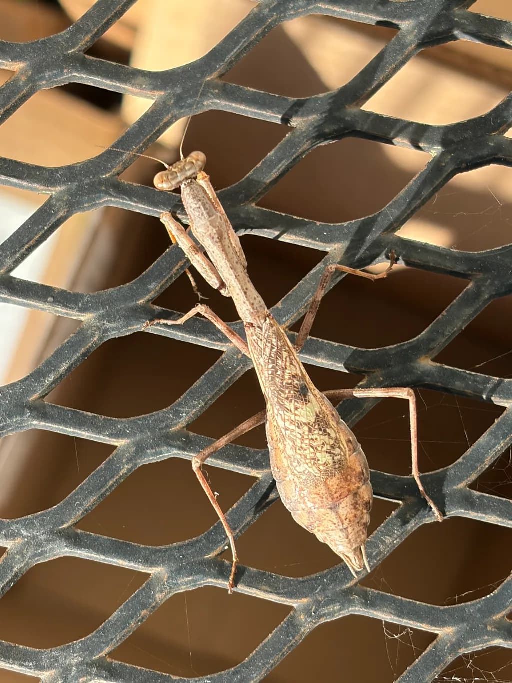 Mantis on Mesh