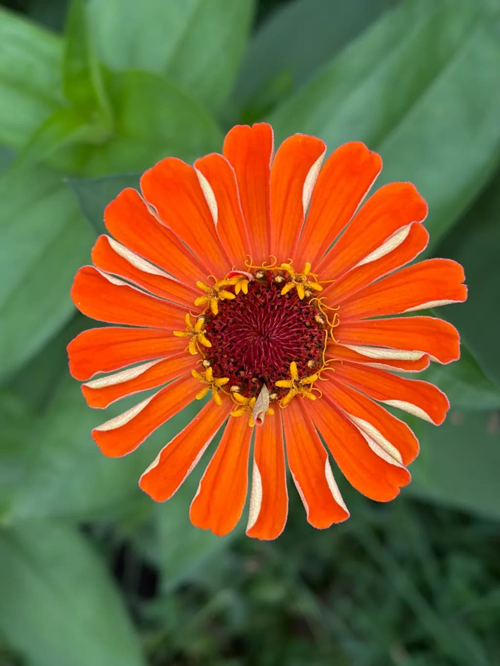 Orange Zinnia Bloom