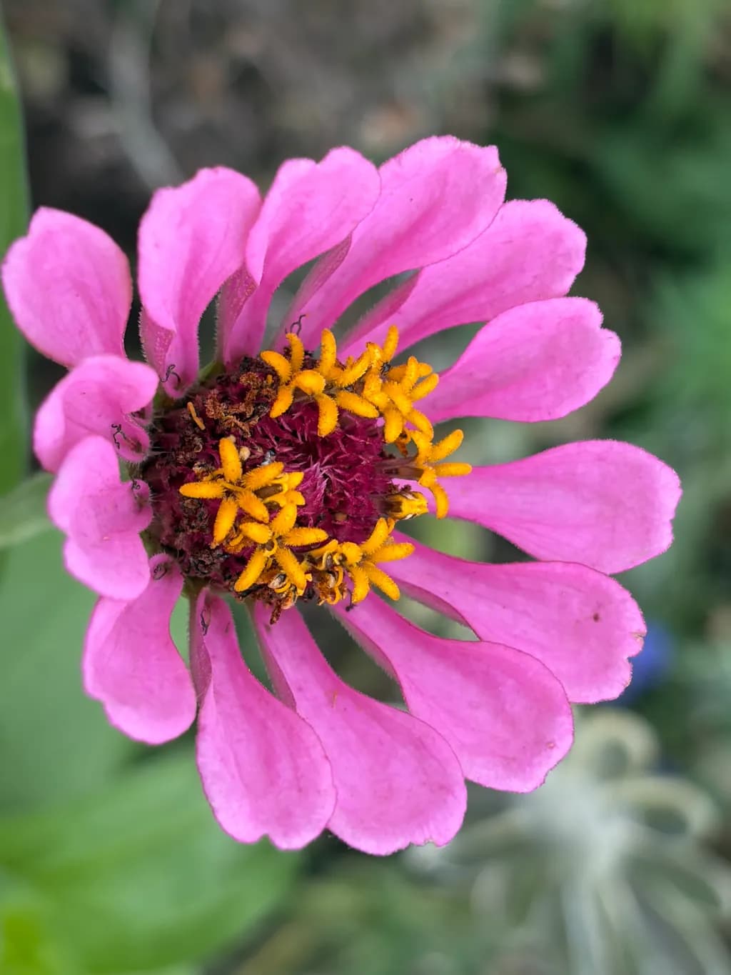 Pink Zinnia Macro