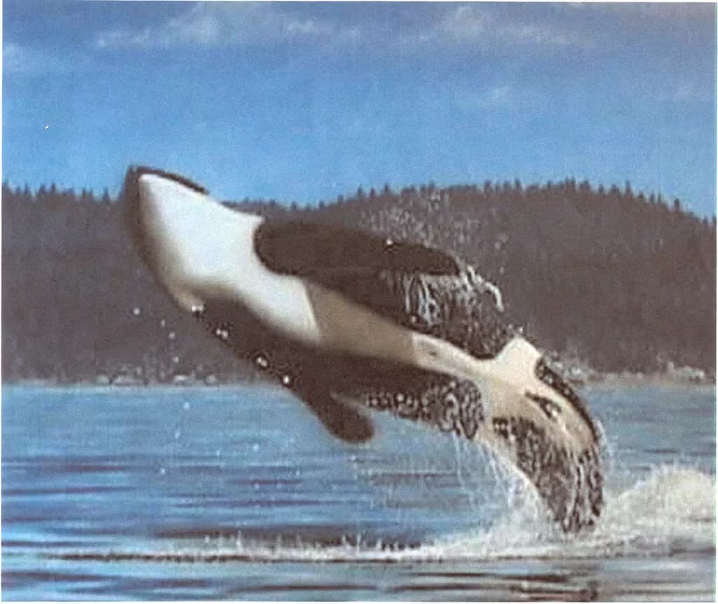 Orca Breach