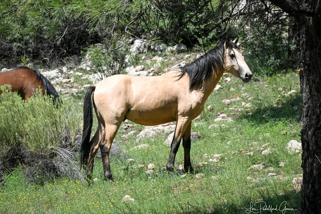 Mountain Meadow Horses