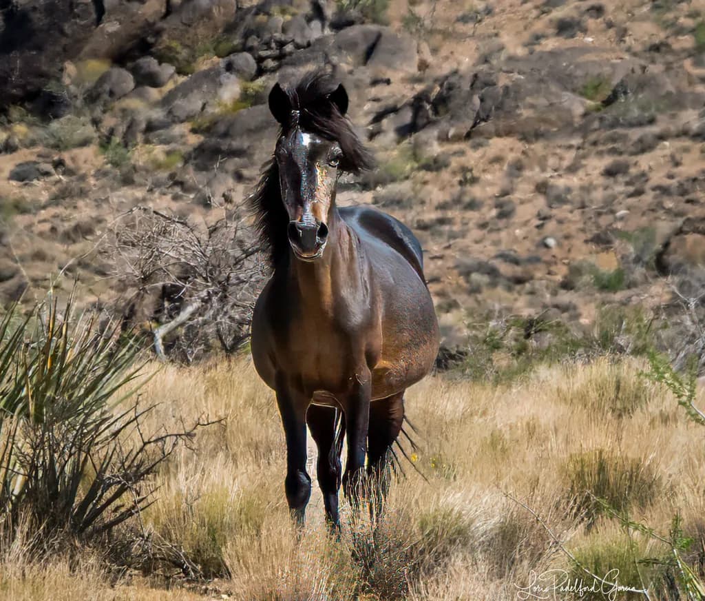 Desert Horse
