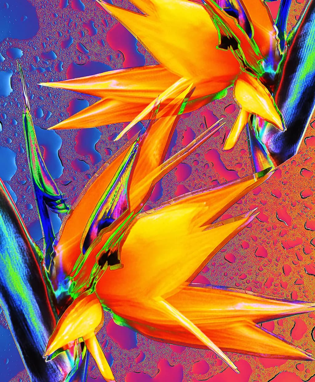 Bird of Paradise Glow