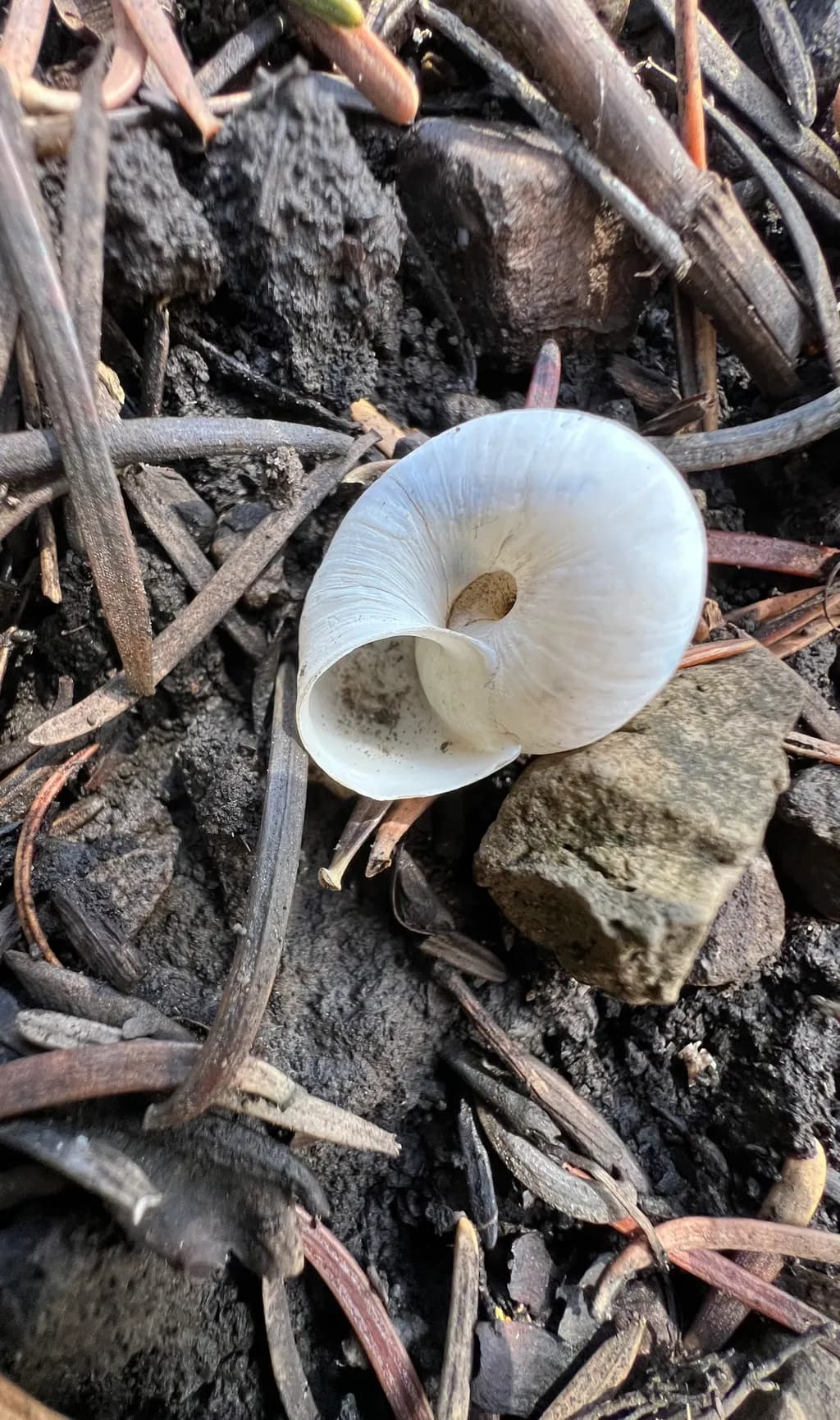 White Calla Among Earth and Stone