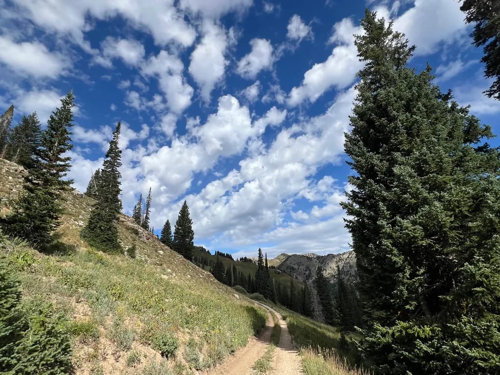 Alpine Forest Trail
