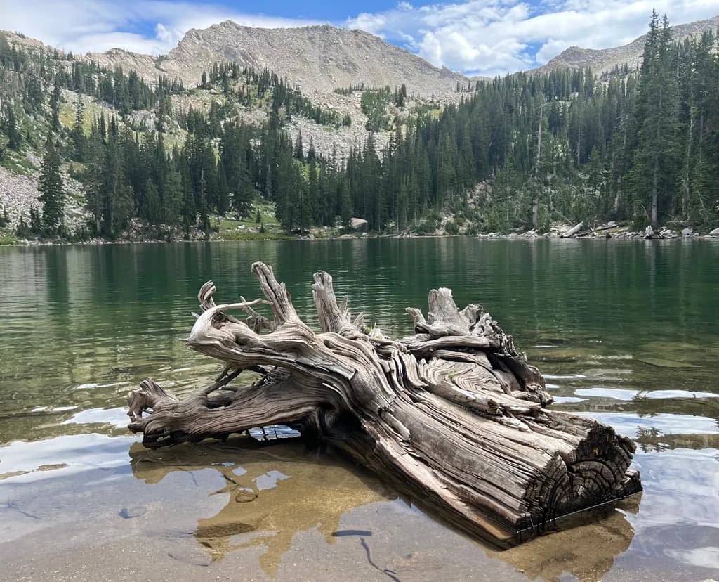 Mountain Lake Driftwood