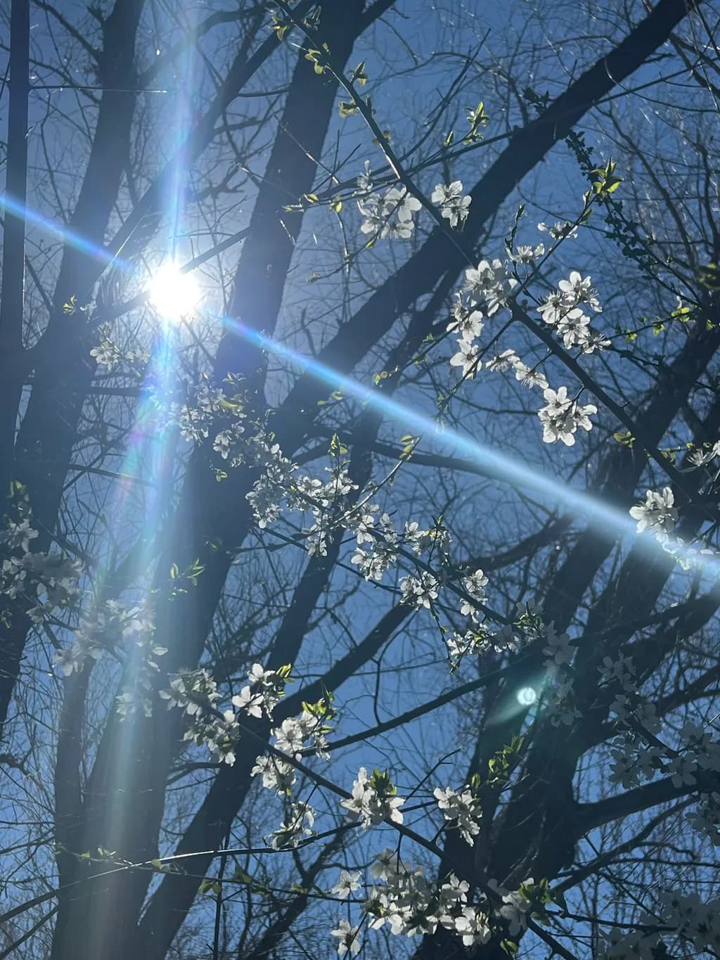 Sunlit Blossoms in Blue unerquicklich