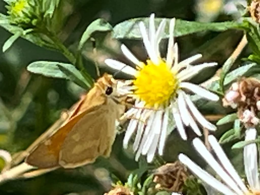 Skipper Butterfly on Aster