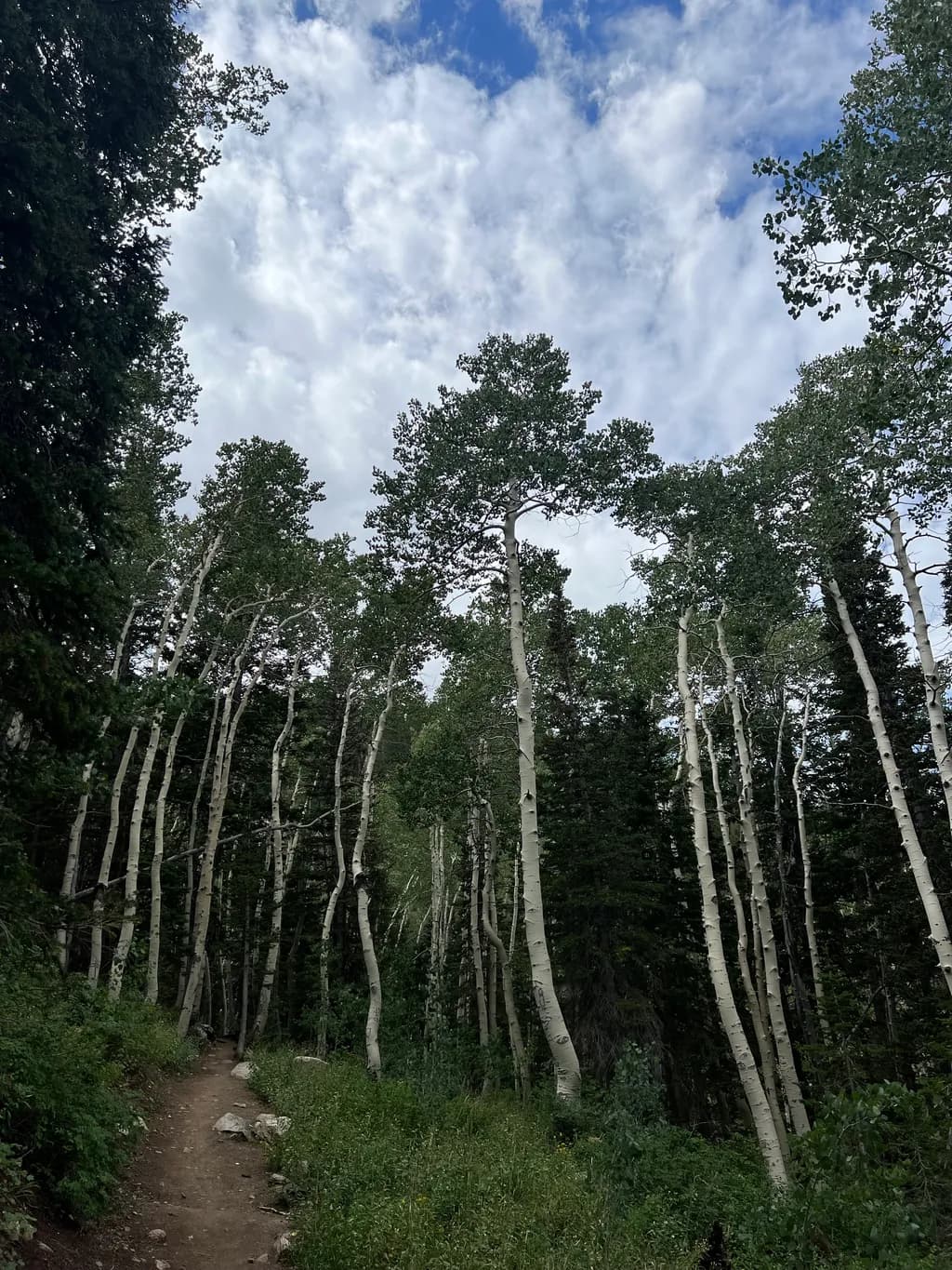 Aspen Forest Path