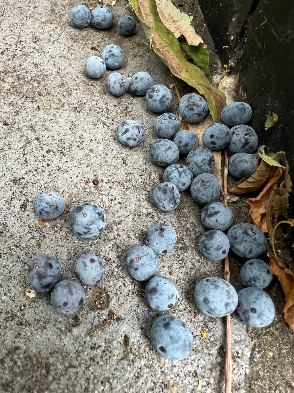 Blueberries on Concrete