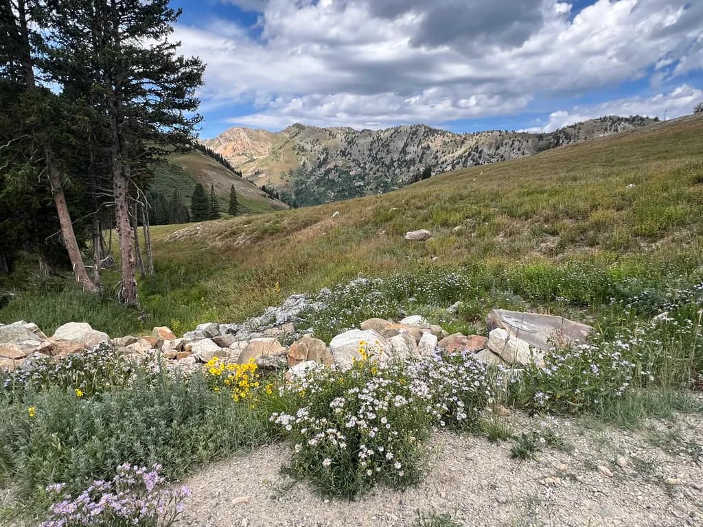 Alpine Meadow Mountain View