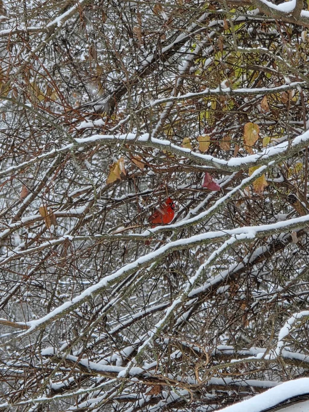 Snowy Cardinal Branches