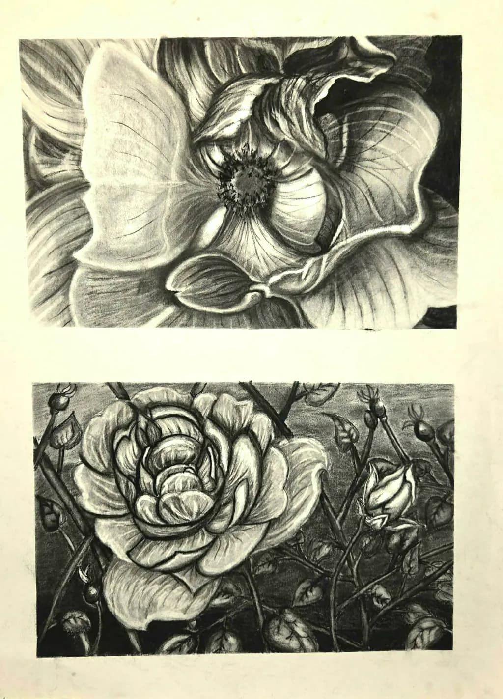 Charcoal Botanical Studies